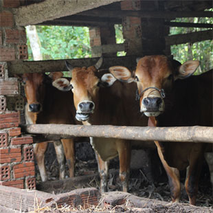 Milchkuh
